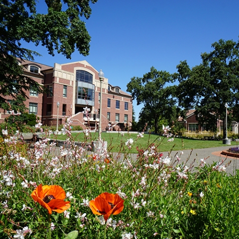 View of the library with poppies in the foreground